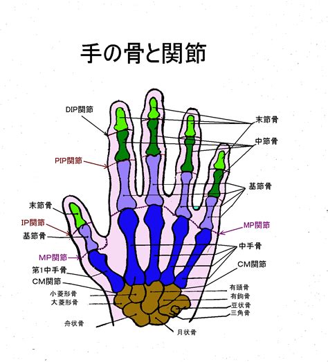 手 骨|【図解】手の指の骨の名前・関節まとめ！痛みや変形があるとど。